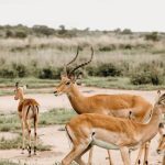 gazelles de Mongolie